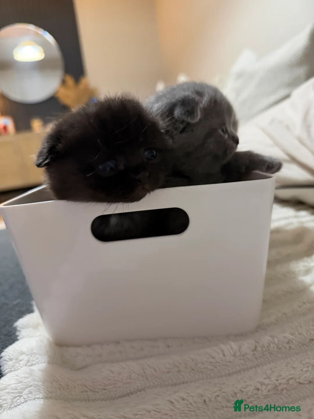 Scottish Fold cats for sale: 3 male Scottish fold kittens - Advert 4