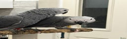 Parrots birds for sale: Super tame baby African greys available  - Advert 3
