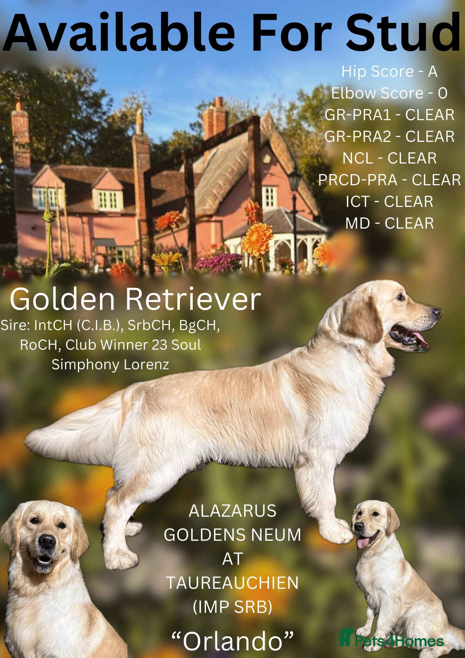 Golden Retriever dogs Exceptional KC & Tested Golden Retriever For Stud  in Bury Saint Edmunds - Advert 5