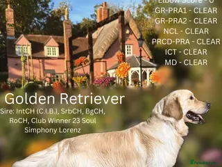 Golden Retriever dogs Exceptional KC & Tested Golden Retriever For Stud in Bury Saint Edmunds - Advert 9