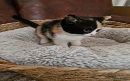 British Longhair cats for sale: 3 female bsh cross  - Image 9