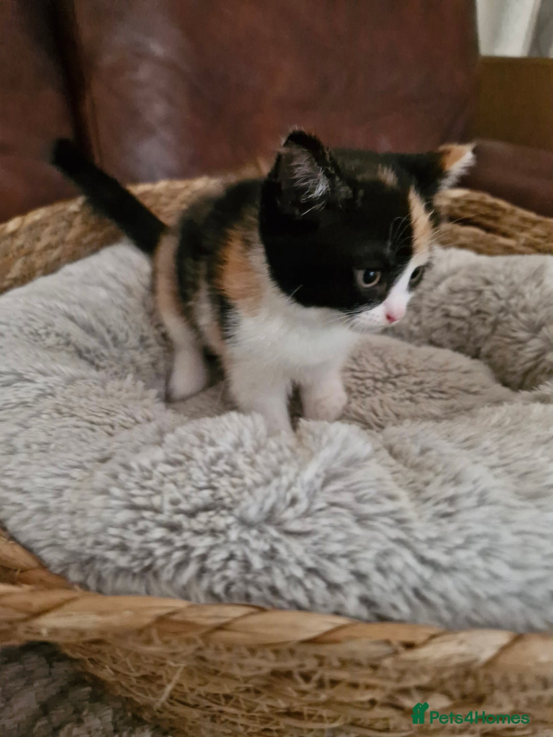 British Longhair cats for sale: 3 female bsh cross  - Image 9