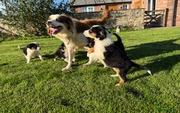 Border Collie dogs for sale: 🖤🤍🤎Fabulous Border Collies 🖤🤍🤎 - Image 6