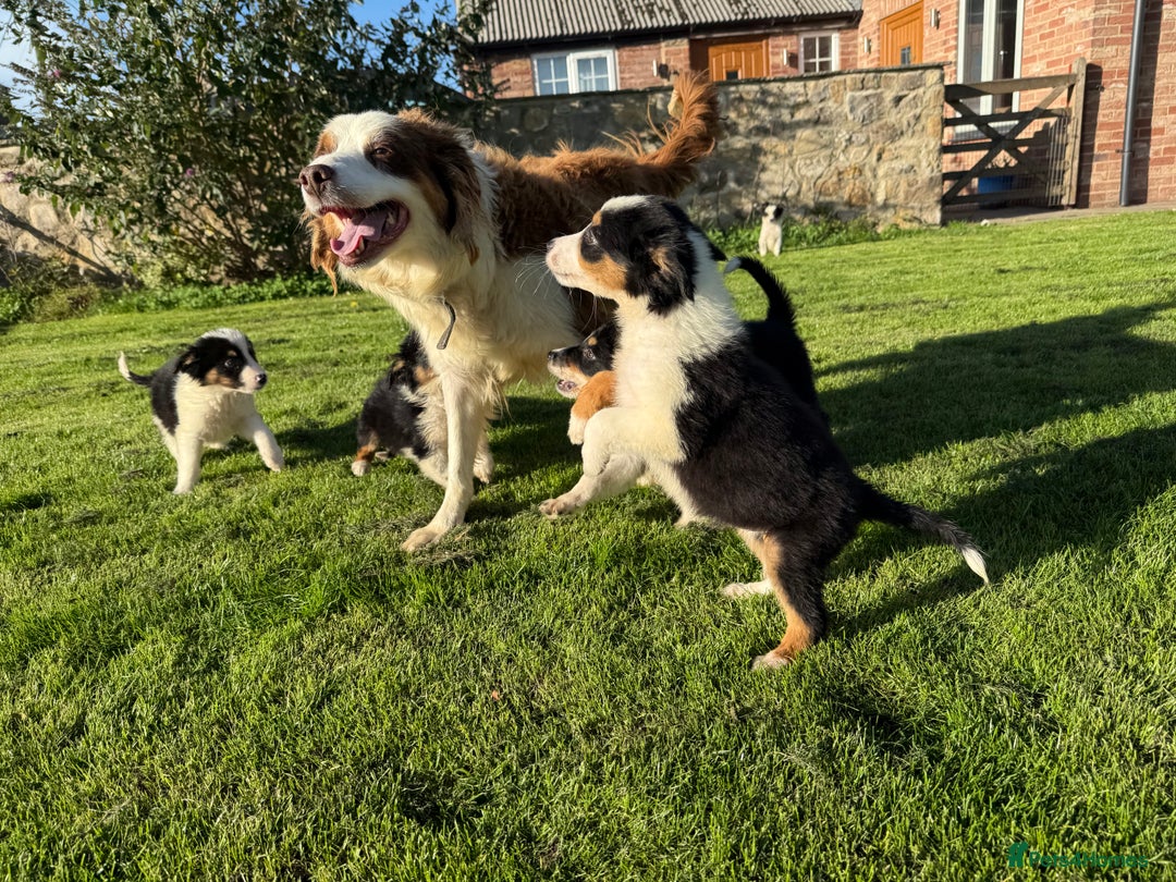 Border Collie dogs for sale: 🖤🤍🤎Fabulous Border Collies 🖤🤍🤎 - Image 6