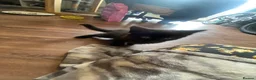Mixed Breed cats for sale: Affectionate handled kittens - Advert 11