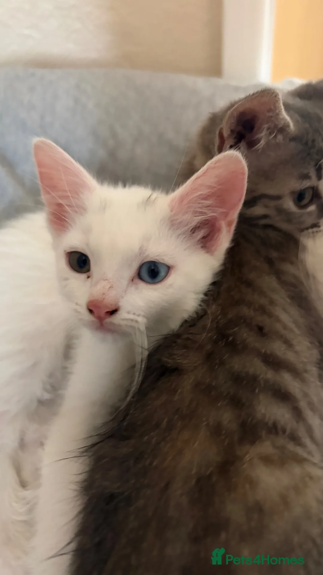 Mixed Breed cats for sale: Sweet kitten - Advert 16