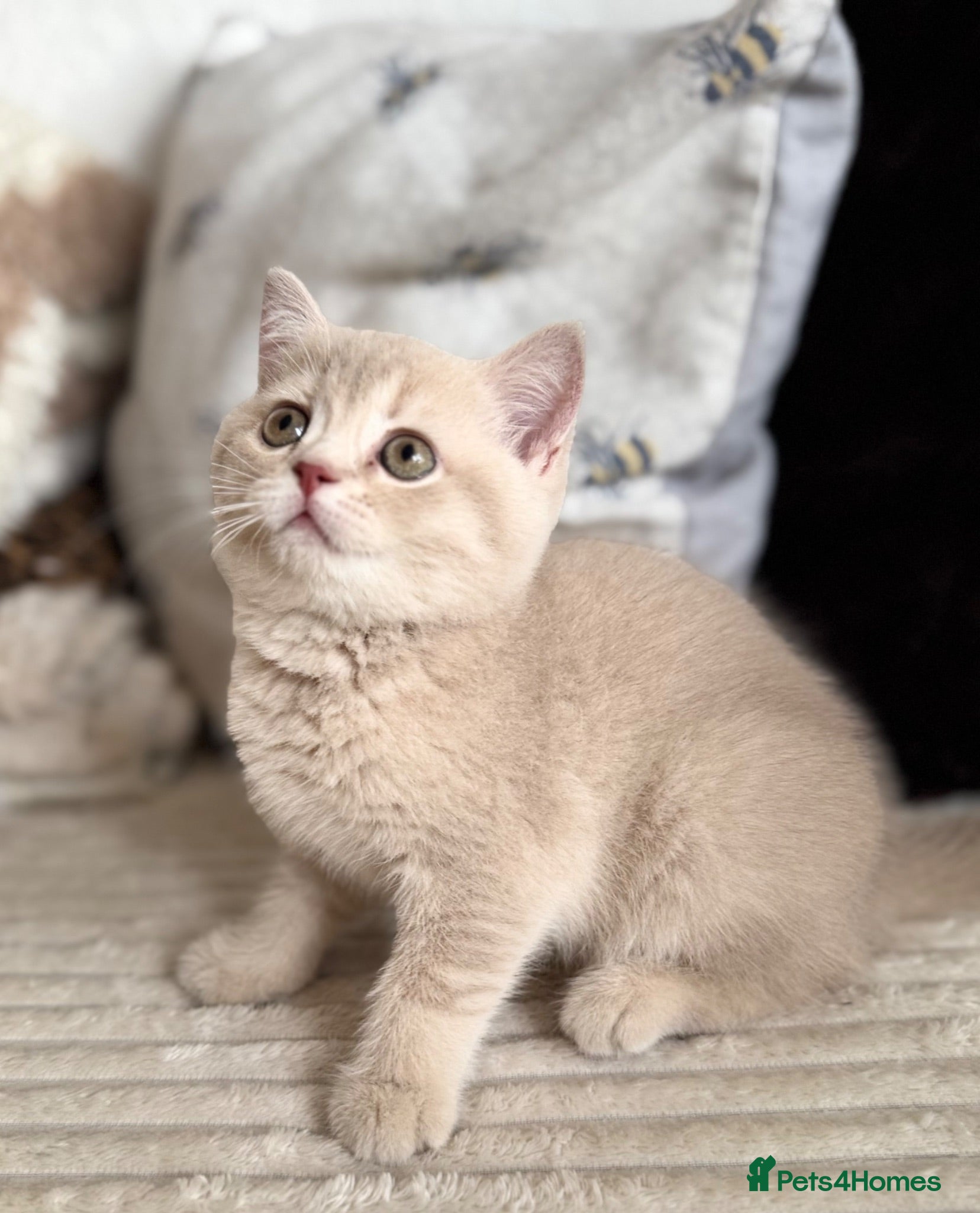 British Shorthair cats 👑 GCCF BSH Blue Golden Tipped Girl 👑 - Advert 1