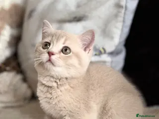 British Shorthair cats 👑 GCCF BSH Blue Golden Tipped Girl 👑 - Advert 1