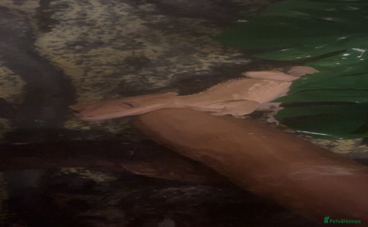 Gecko reptiles - Advert 2