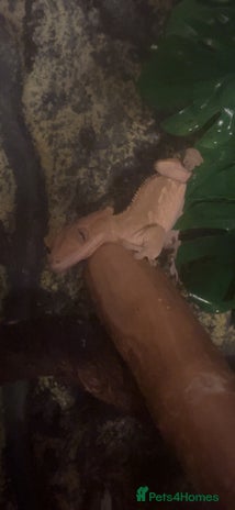 Gecko reptiles - Advert 2