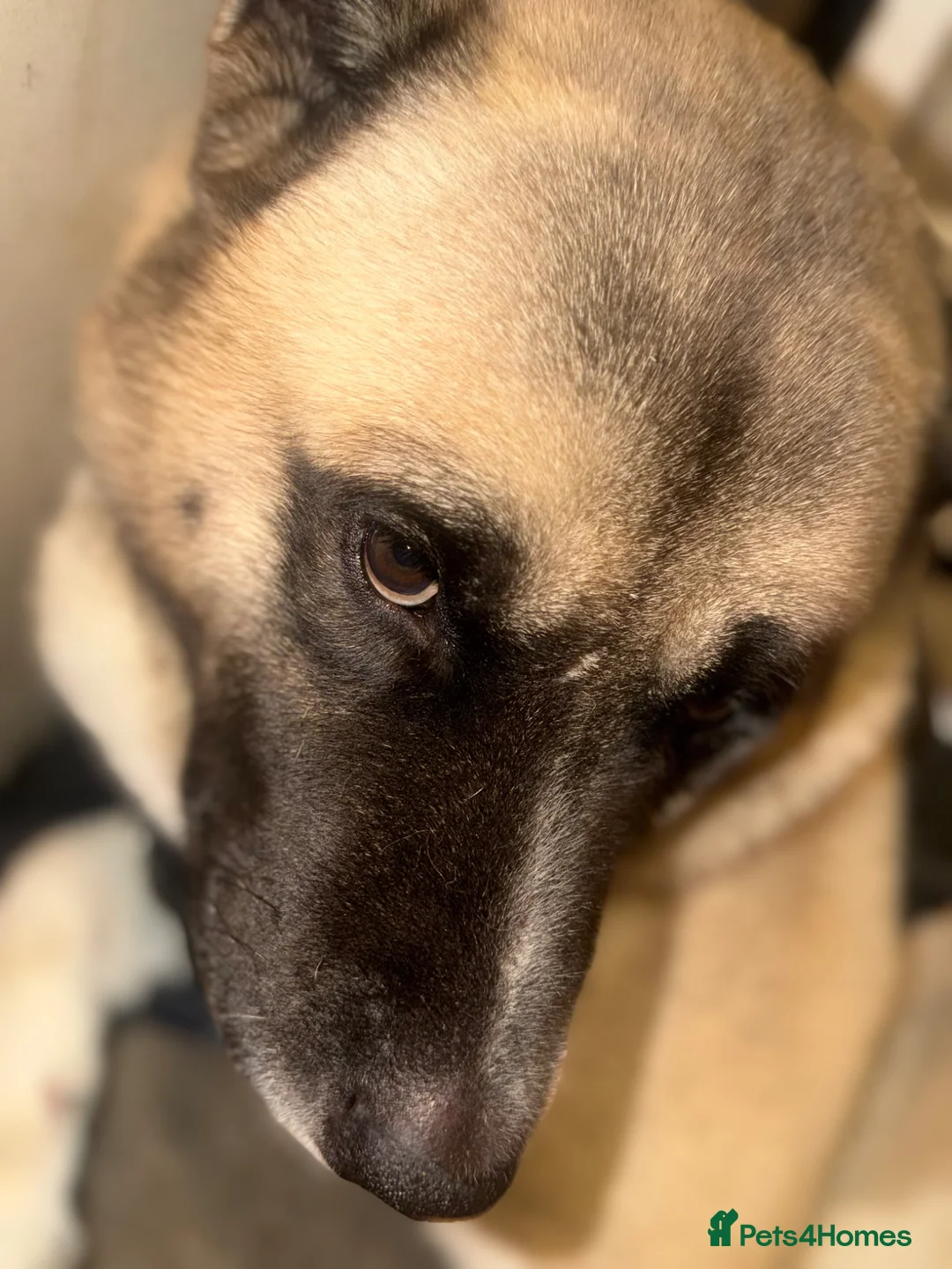 Akita dogs for sale: Larry the big American Akita  - Advert 2