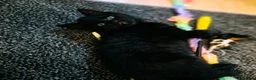 Mixed Breed cats for sale: Very cuddly kittens ready now  - Advert 6