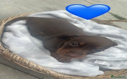 Dachshund dogs for sale: Gorgeous Dachshund Puppies - Image 3