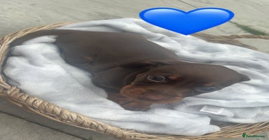 Dachshund dogs - Advert 10