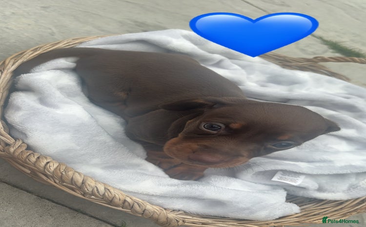 Dachshund dogs - Advert 14
