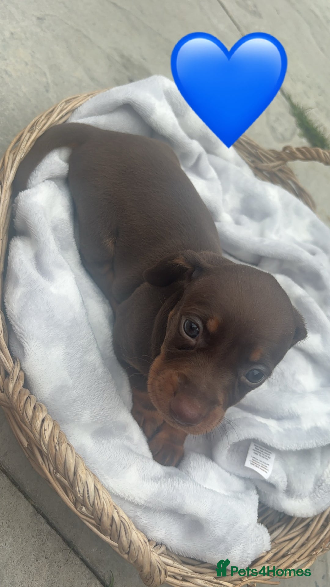 Dachshund dogs for sale: Gorgeous Dachshund Puppies - Image 3