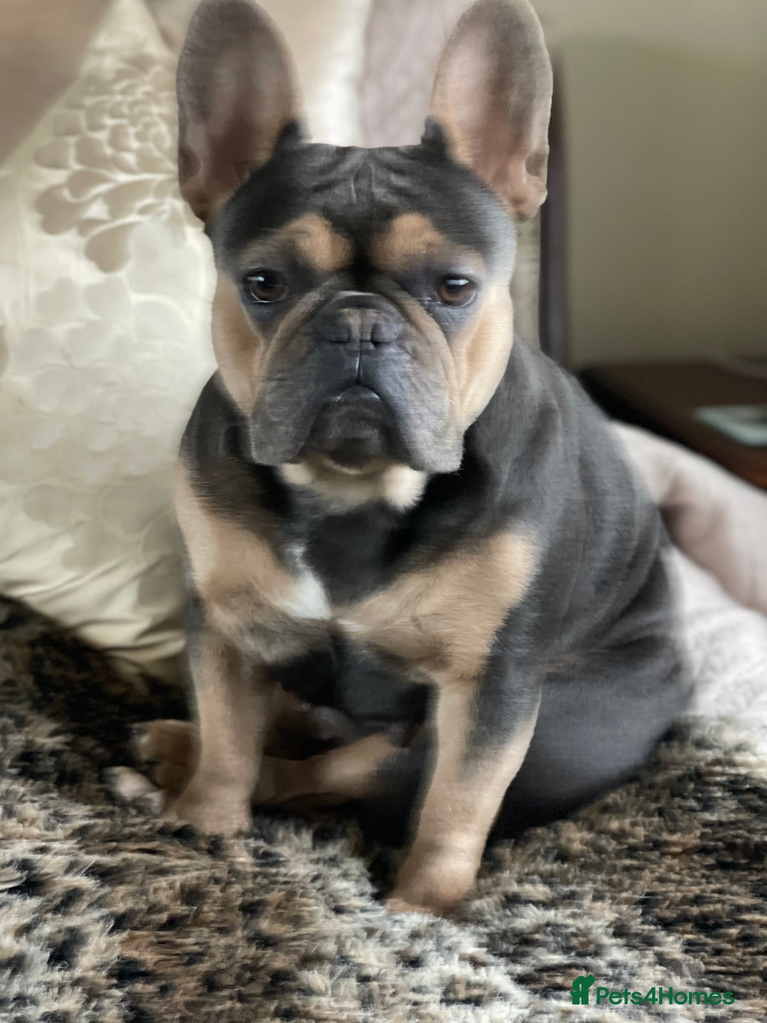 French Bulldog dogs for sale: Kallie  - Advert 1