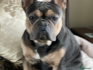 French Bulldog dogs Kallie - Advert 1