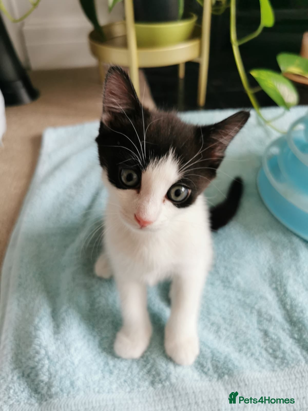 European cats A male kitten looking for loving home  - Advert 8