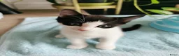 European cats for sale: A male kitten looking for loving home  - Advert 1