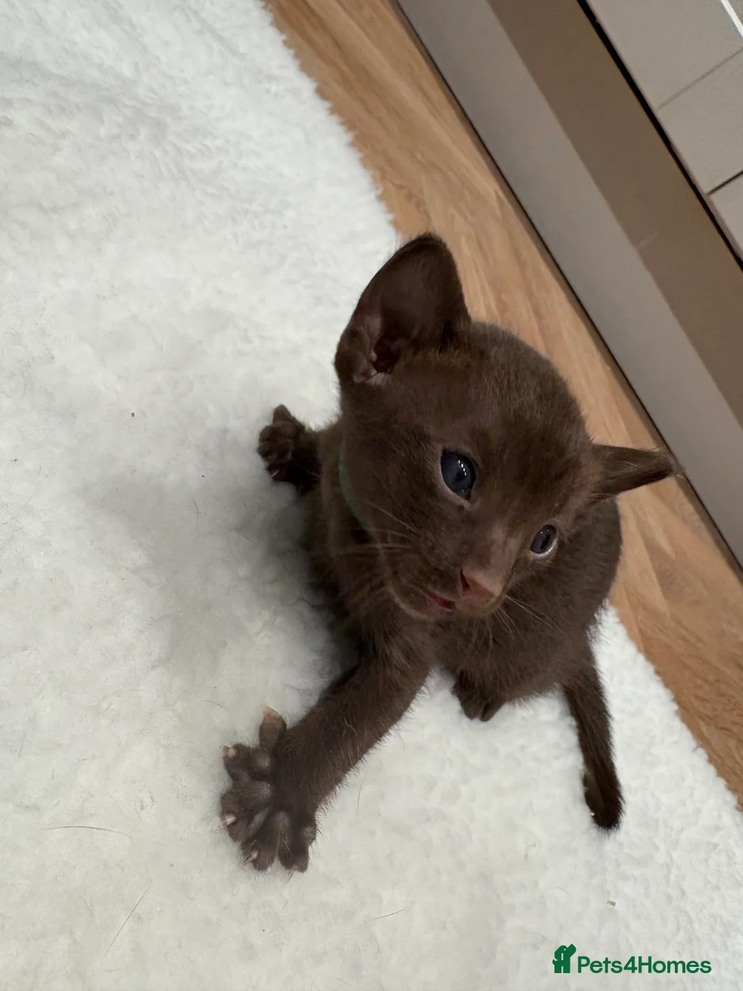 Oriental cats for sale: Chocolate Oriental Kittens  - Advert 1