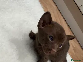 Oriental cats Chocolate Oriental Kittens - Advert 2