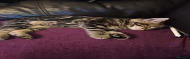 British Shorthair 3