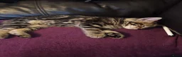 British Shorthair cats for sale: British short hair/black ghost tabby - Advert 4