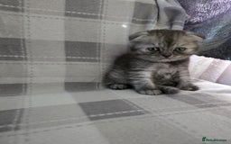 Scottish Fold cats for sale: Scottish-fold/straight ears kittens grey colour - Image 6