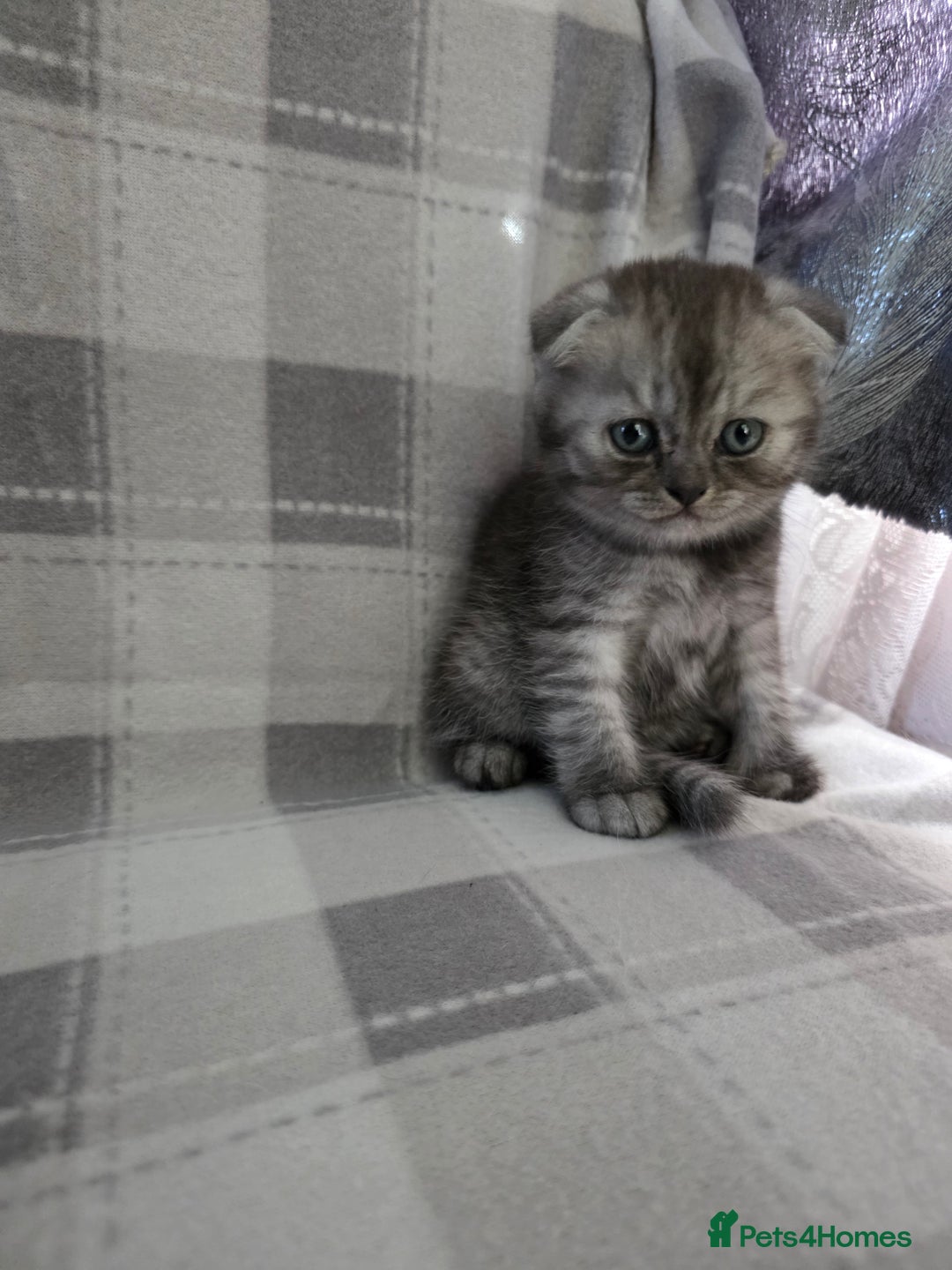Scottish Fold cats for sale: Scottish-fold/straight ears kittens grey colour - Image 6