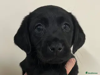 Labrador Retriever dogs Health Tested Parents Excellent FTCh Pedigree - Advert 1