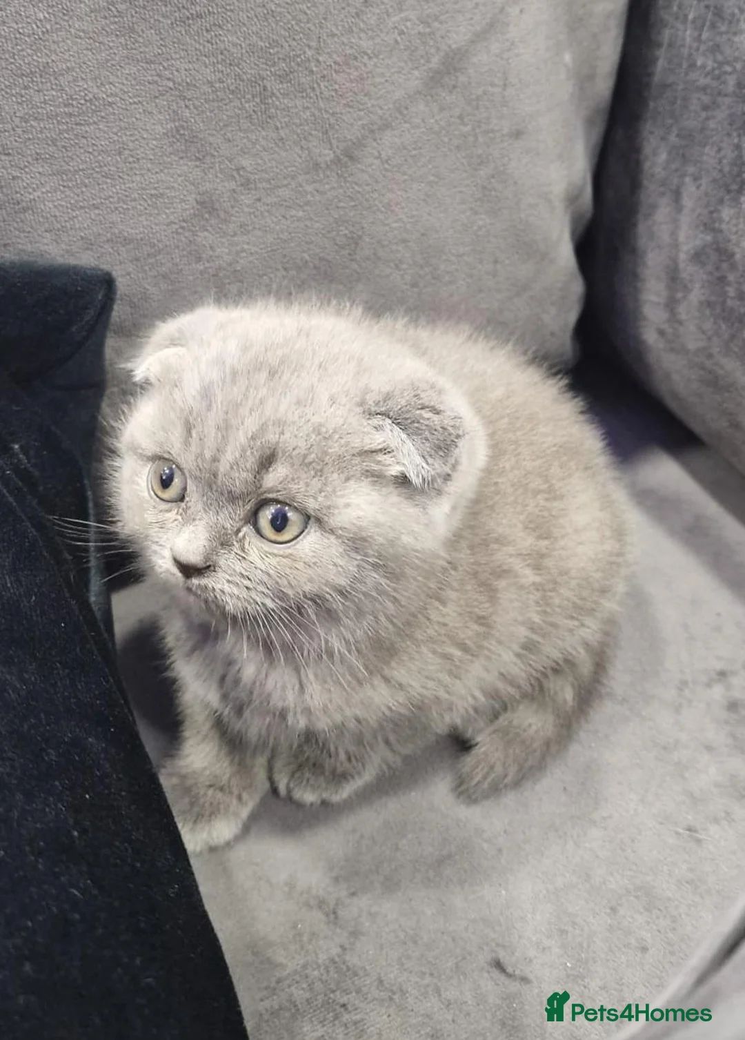 British Shorthair cats for sale: Gorgeous Scottish Fold/British Shorthair Kittens! - Advert 10
