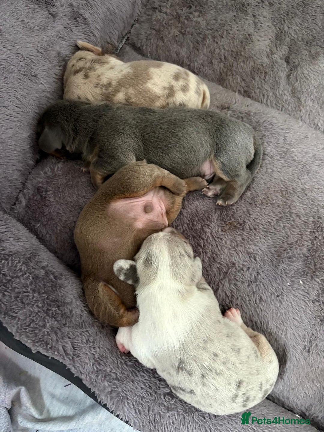 Miniature Dachshund dogs for sale: Beautiful Miniature dachshund pups  - Advert 9