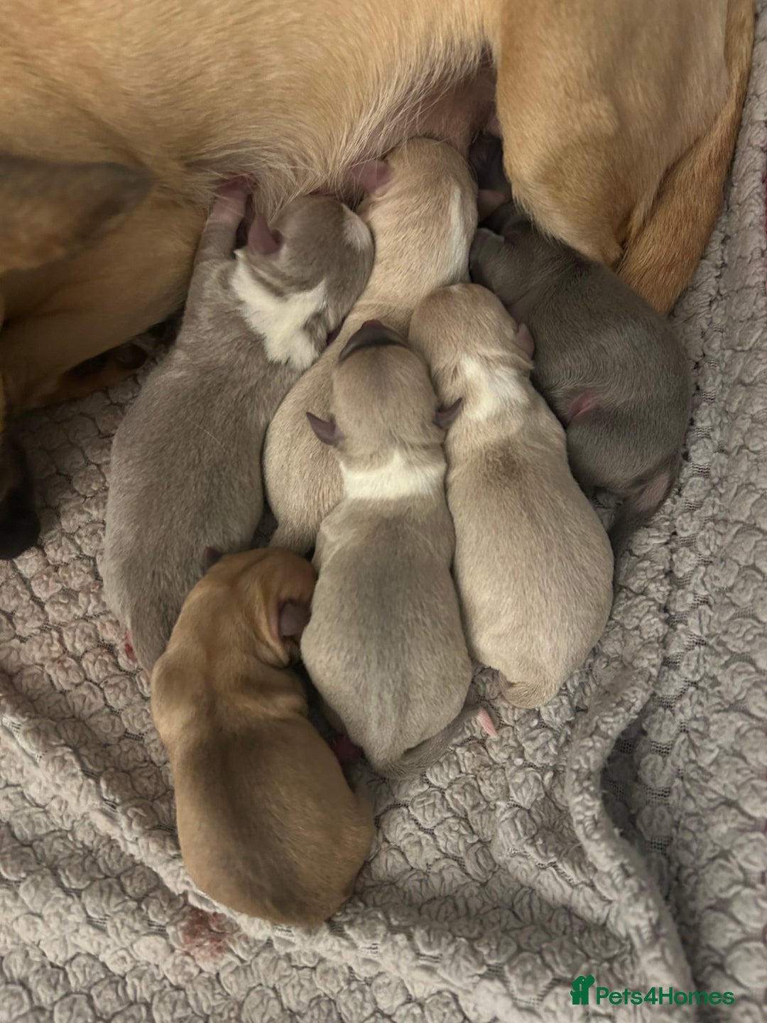Chihuahua dogs for sale: 5 beautiful chihuahua babies - Advert 1