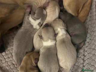 Chihuahua dogs 5 beautiful chihuahua babies - Advert 1