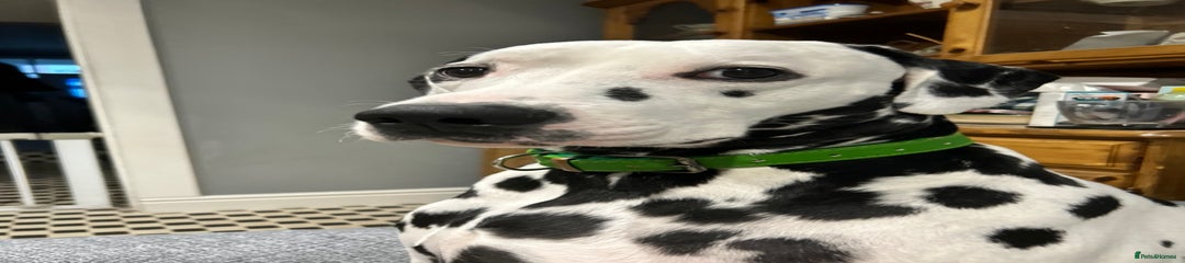 Dalmatian dog 5 years old