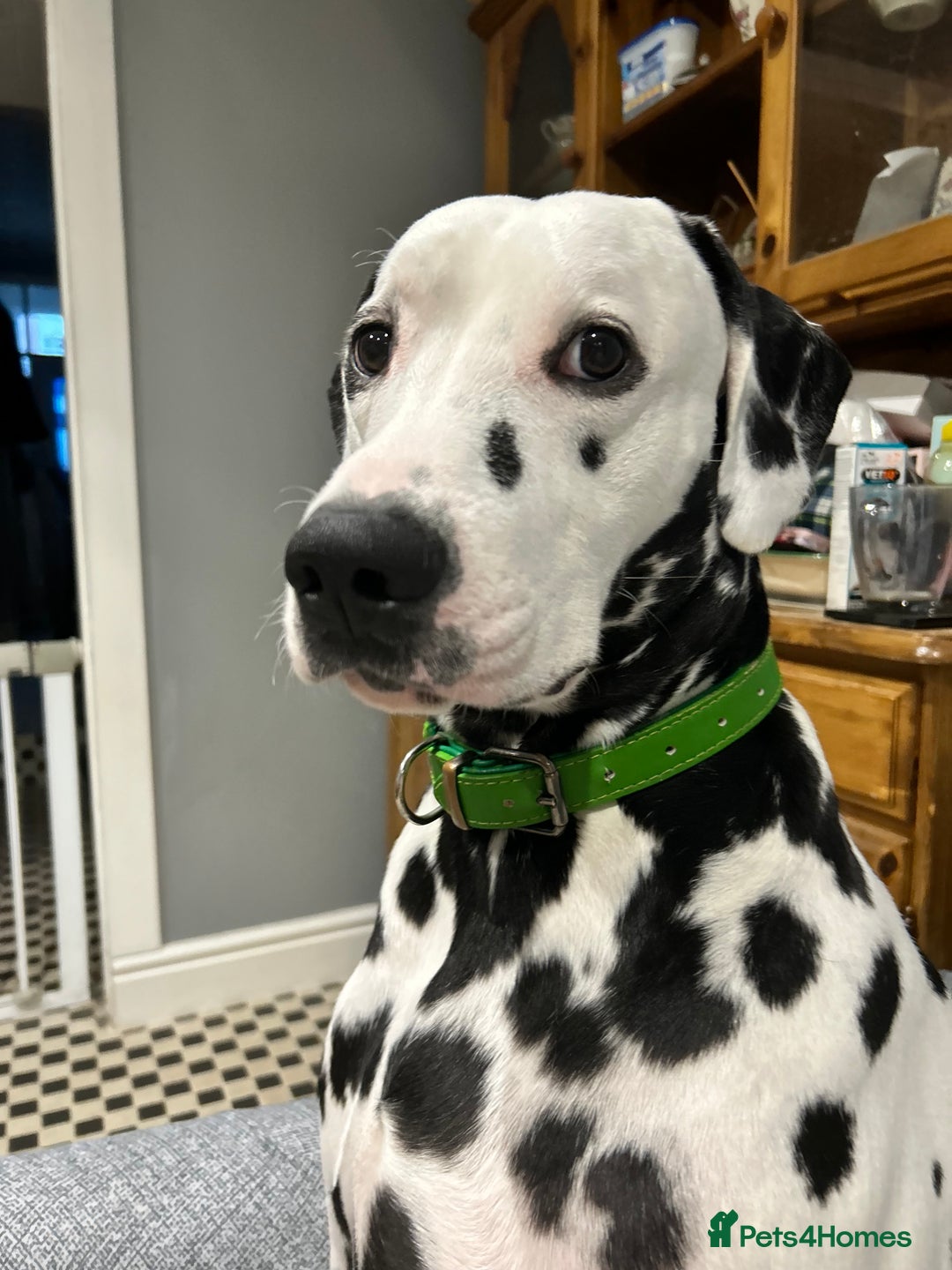 Dalmatian dogs for sale: Dalmatian 5 year old Male for Sale - Image 1