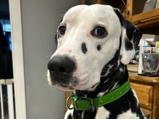 Dalmatian dogs - Advert 27