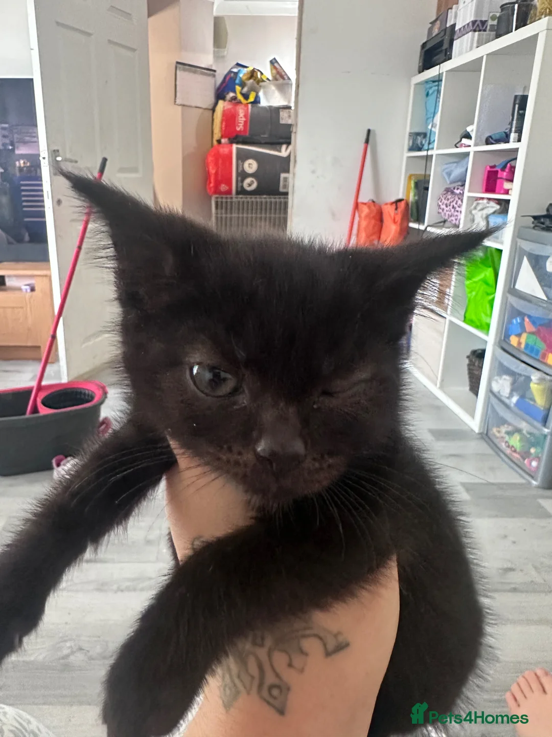 Domestic Shorthair cats for sale: Mum and babies  - Advert 2