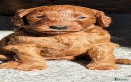 Labradoodle dogs for sale: Miniature dark fox red labradoodles - Image 6