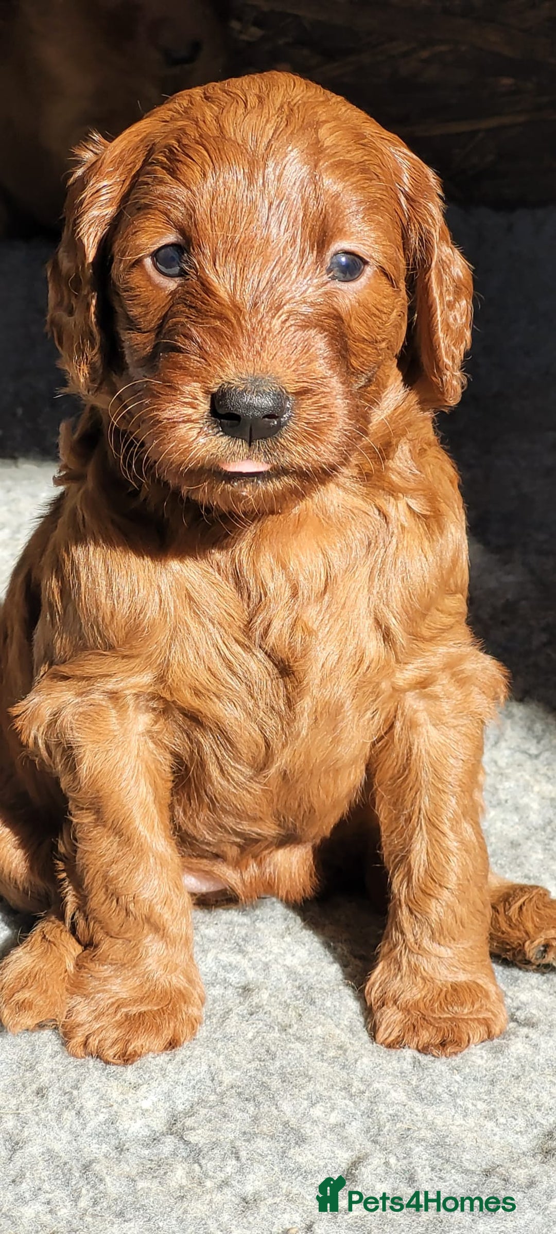 Labradoodle dogs for sale: Miniature dark fox red labradoodles - Image 6