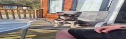 French Bulldog dogs for sale: 1yr old female chocolate/tan French bulldog  in Bristol - Advert 7