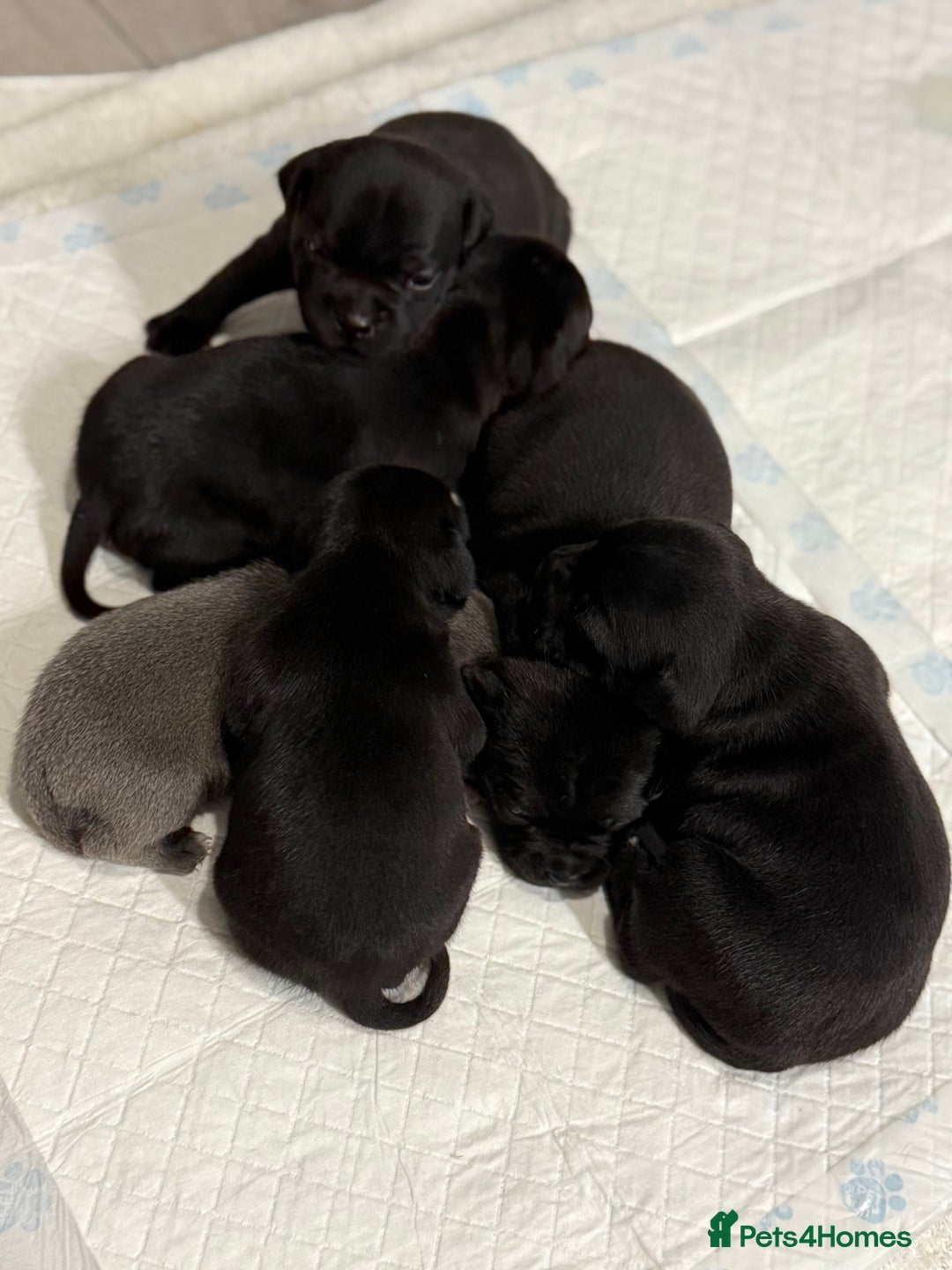 Staffordshire Bull Terrier dogs for sale: Staffordshire bull terrier puppies kc papered - Advert 19