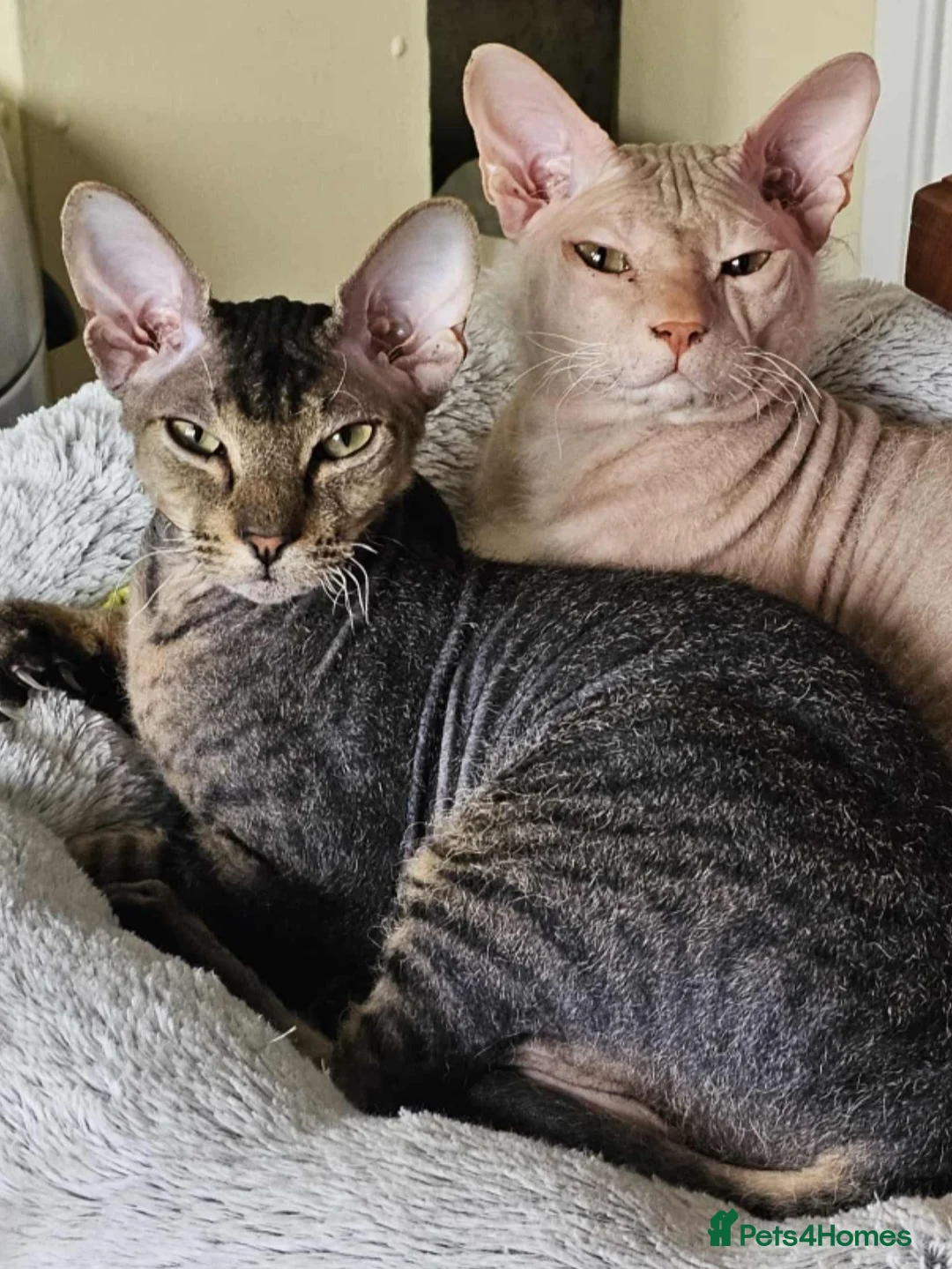 Siamese cats for sale: Siamese X Sphynx kittens - Advert 32