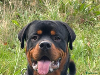 Rottweiler dogs Rottweiler STUD in Swansea - Advert 1