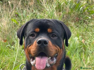 Rottweiler dogs Rottweiler STUD in Swansea - Advert 4