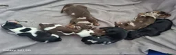 Miniature Dachshund dogs for stud: PRA CLEAR BLUE PIED DAPPLE MINIATURE DACHSHUND - Advert 16