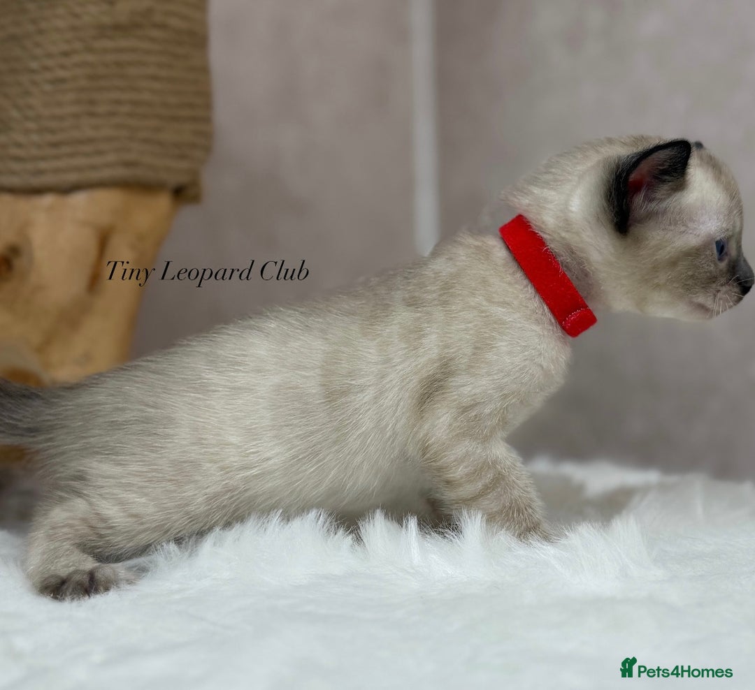 Bengal cats for sale: International Championship, Full Pedigree Bengals - Image 7