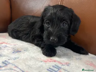 Miniature Dachshund dogs **Exceptionally well Raised Miniature Dachshunds** - Advert 7