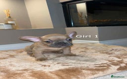 French Bulldog dogs for sale: FRENCH BULLDOG puppies 🐶  - Image 3